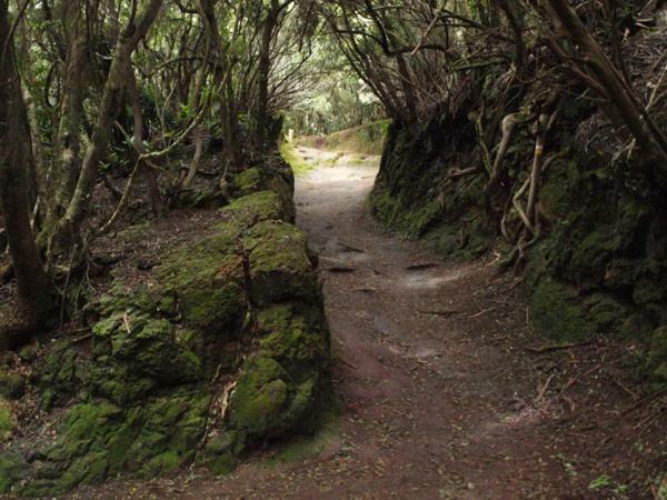 Stunning Views At Tenerife Tacoronte Ngoại thất bức ảnh